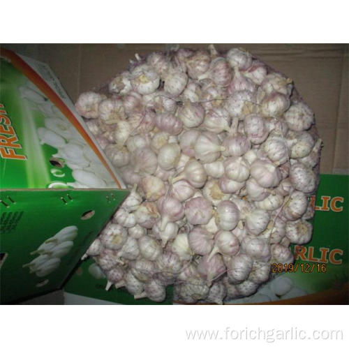 Buy Fresh Normal Garlic